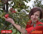 Obľúbený zber jabĺk v ČR