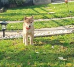 shiba inu šteniatka