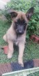 Belgicky ovciak malinois