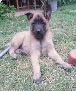 Belgicky ovciak malinois