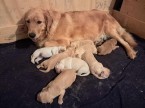 Golden retriever / Zlatý retriever