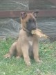 Belgicky ovciak malinois