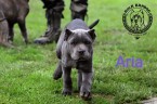 Šteniatka Bandog