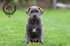 Šteniatka Bandog