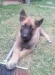 Belgicky ovciak malinois