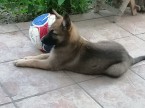 Belgicky ovciak malinois