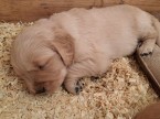 Golden retriever / Zlatý retriever