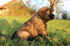 Leonberger - štěňata s PP