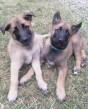 Belgicky ovciak malinois