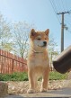 shiba inu šteniatka